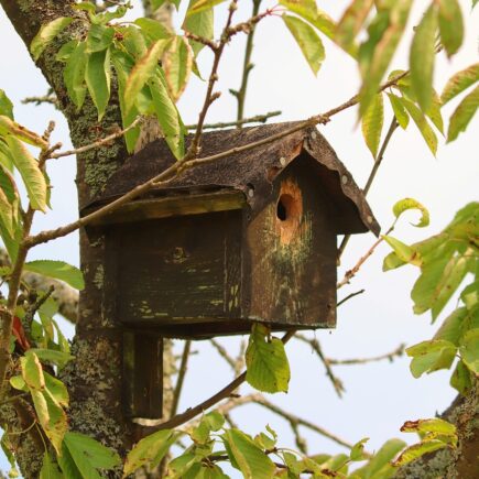 Futterhäuser für Vögel